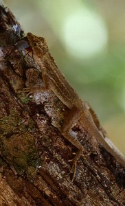 A relative of Julienne's study organism (Anolis lemurinus) eating a much larger relative of Yasir's study organism (a tabanid fly).