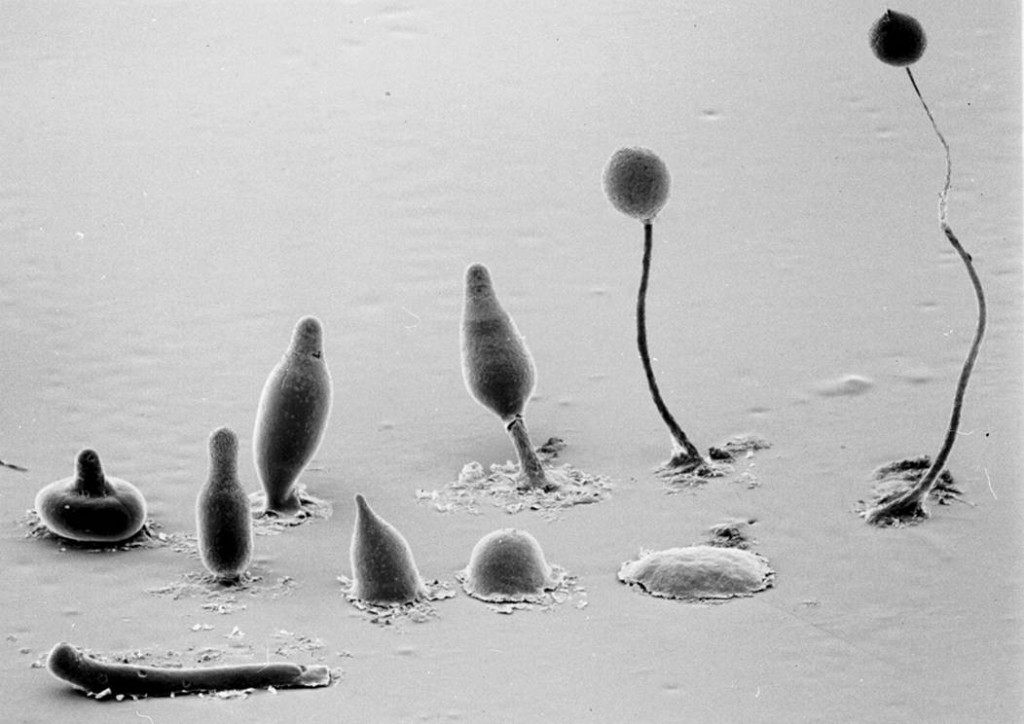 The cooperative amoeba: Dictyostelium