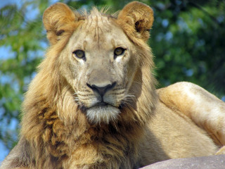 zoo lion
