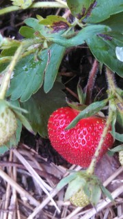Strawberry on vine
