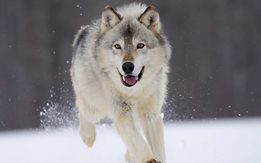 animals-wolves_00388006