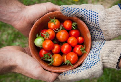 Two pairs of hands (one with gardening gloves) hold a bowl of cherry tomatoes