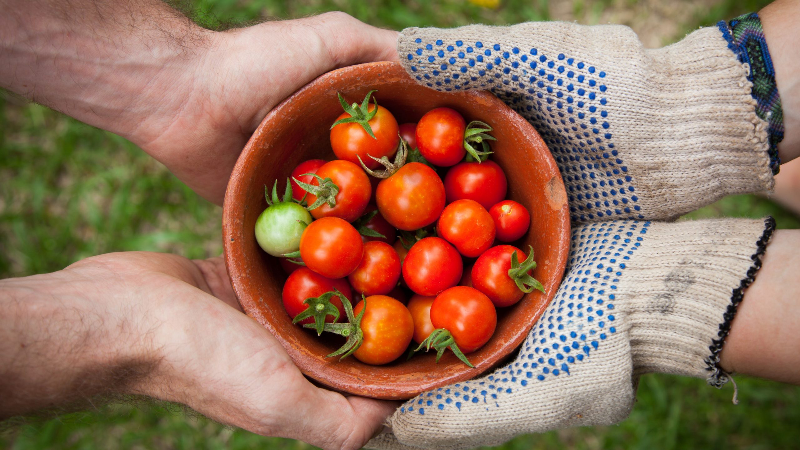 Two pairs of hands (one with gardening gloves) hold a bowl of cherry tomatoes