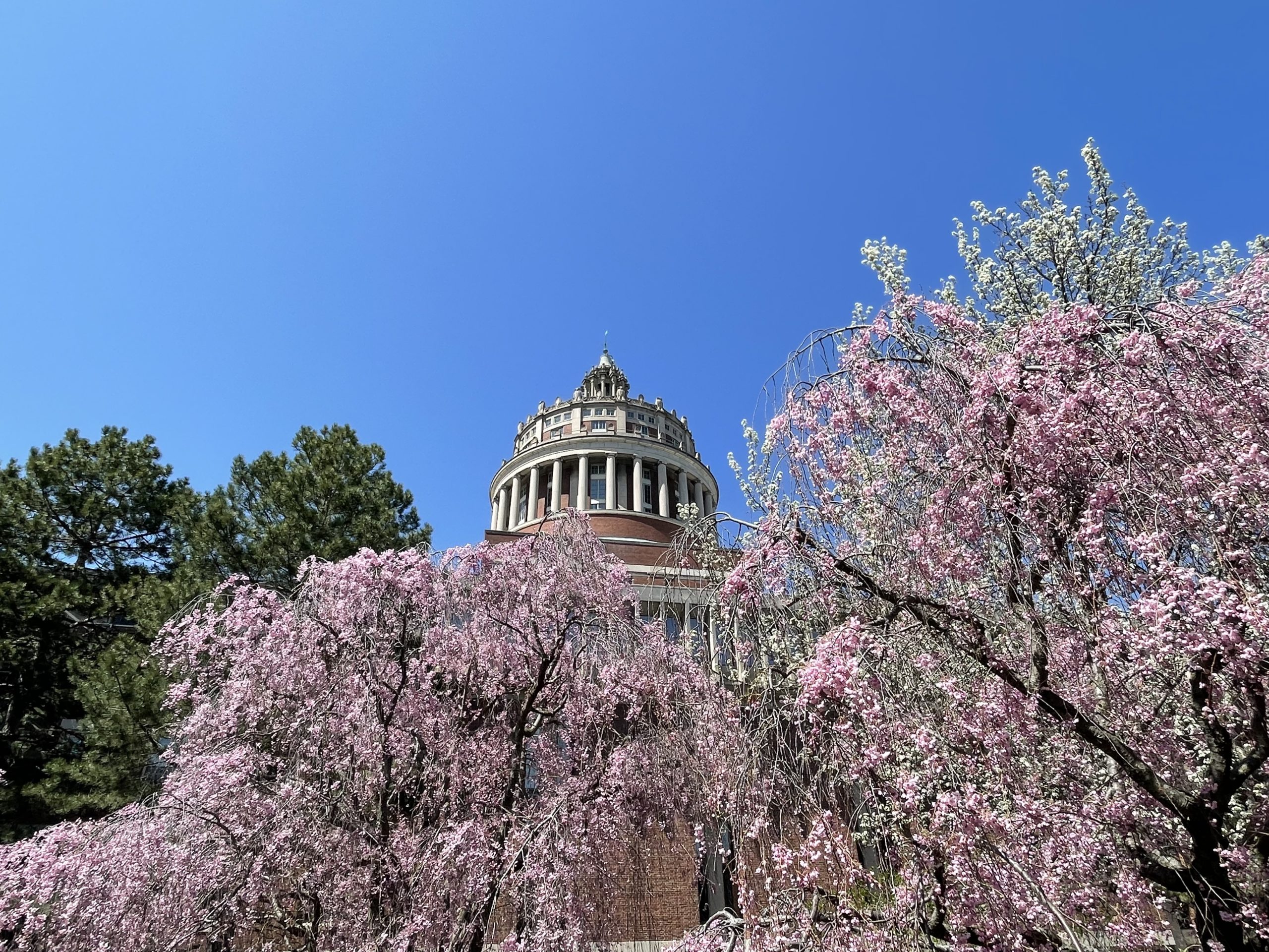 Rush Rhees tower framed by cherry blossoms