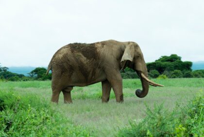 Elephant in grass in Kenya