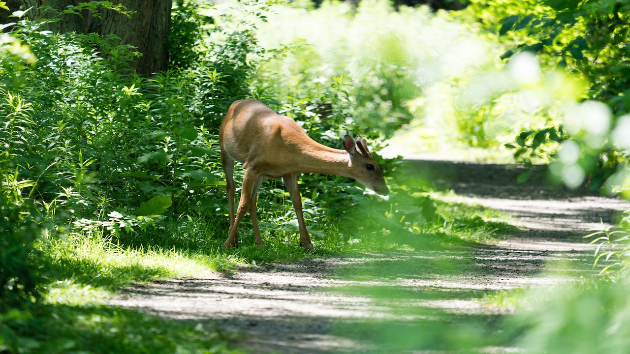 picture of a deer in a wooded area
