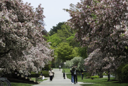 picture of pink blooming cherry trees along a walkway with people walking.