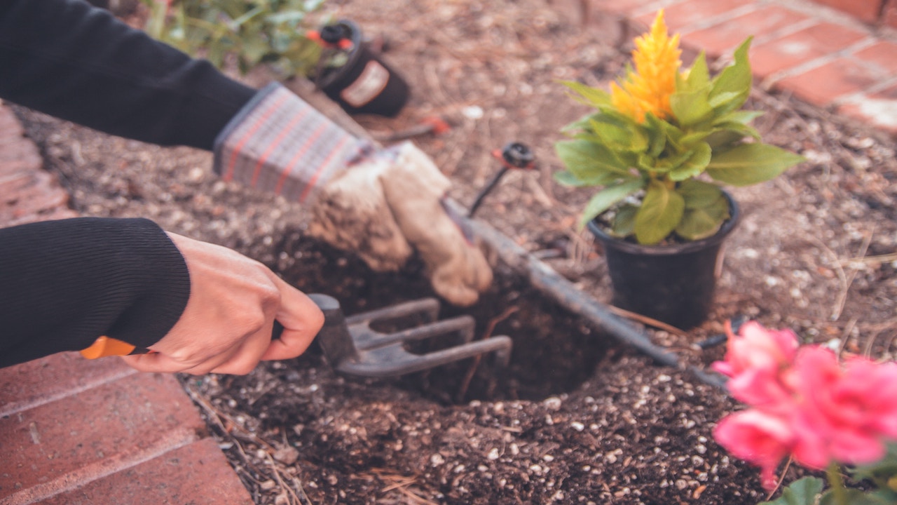 picture of hands with gardening gloves digging in the dirt and planting yellow flowers.