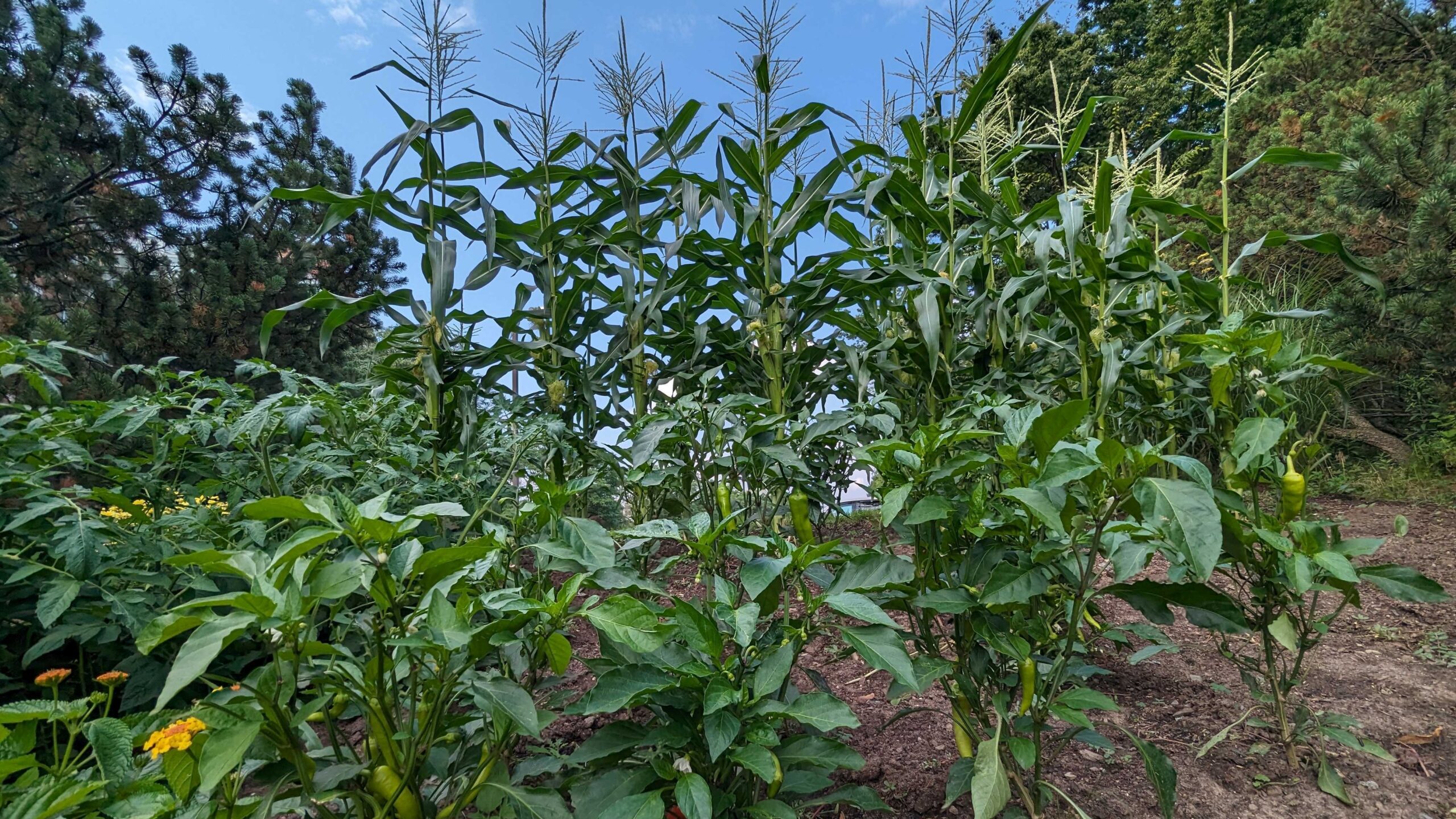 picture of a vegetable garden with corn, peppers, and herbs