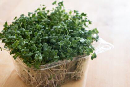 image of green sprouts in a clear container